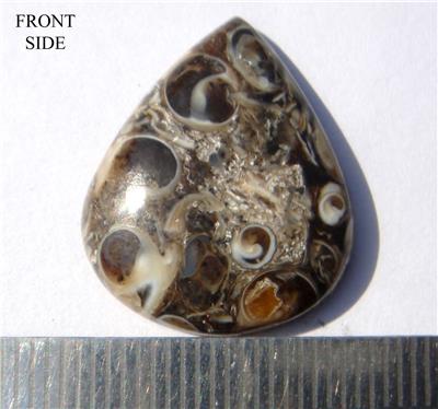 Turritella Fossil Stone Pear Cabochon